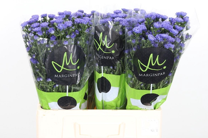 <h4>Aster Dark Milka</h4>