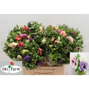 ANEM CO GALIL PASTEL