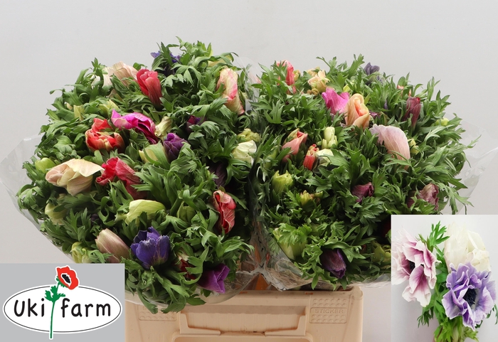 <h4>ANEM CO GALIL PASTEL</h4>