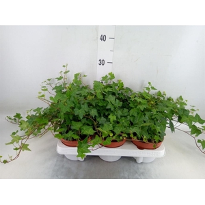 Hedera helix 'Pittsburgh'