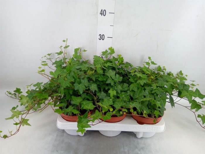 <h4>Hedera helix 'Pittsburgh'</h4>