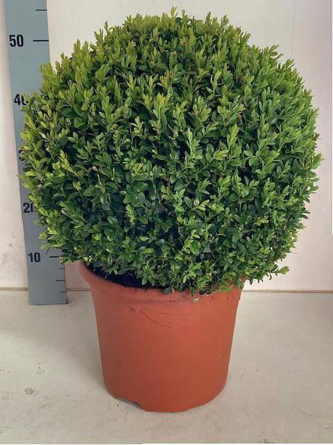 <h4>Buxus sempervirens</h4>