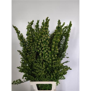 SPIRAEA NIP SNOWMOUND*