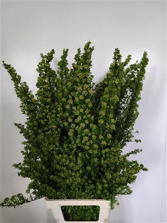 <h4>SPIRAEA NIP SNOWMOUND*</h4>