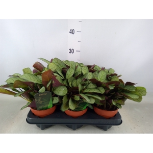 Ctenanthe burle-marxii 'Amagris'