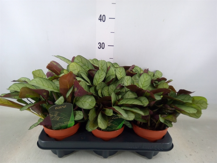 <h4>Ctenanthe burle-marxii 'Amagris'</h4>