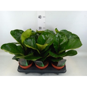 Ficus lyrata 'Bambino'