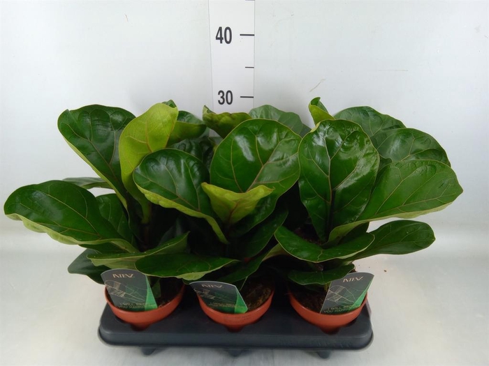 <h4>Ficus lyrata 'Bambino'</h4>