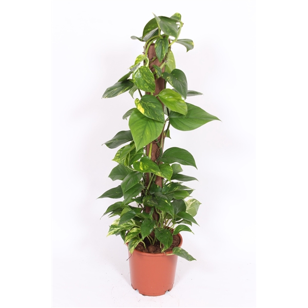 <h4>Epipremnum Aureum "kratistestok"</h4>