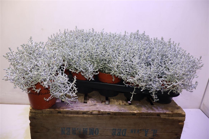 <h4>Leucoph Brownii</h4>