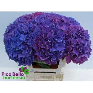 Hydrangea rodeo purple