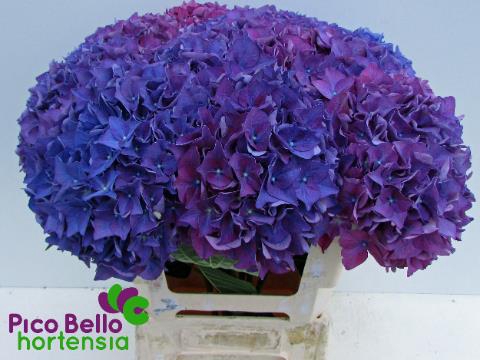 <h4>Hydrangea rodeo purple</h4>
