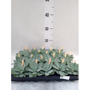 Senecio cephal. 'Mountain Fire'