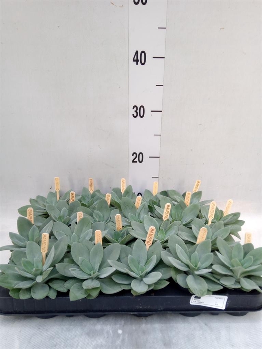 Senecio cephal. 'Mountain Fire'