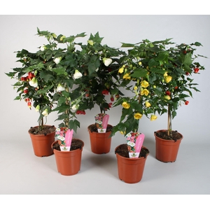 Abutilon overig op stam diverse kleuren