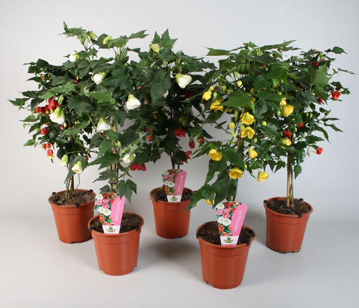 <h4>Abutilon overig op stam diverse kleuren</h4>