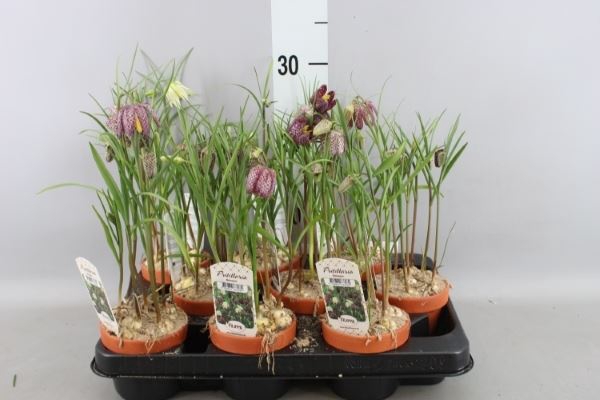 <h4>Fritillaria meleagris</h4>