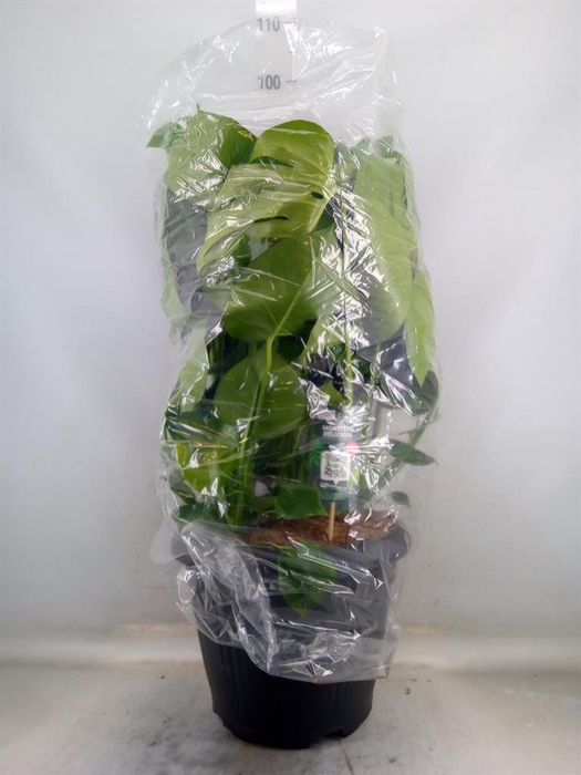 <h4>Monstera delic.</h4>