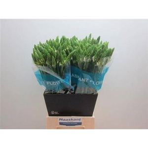 Ornit Thy Mount Fuji