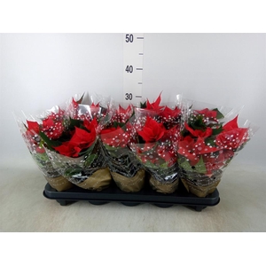 Euphorbia pulc. 'Christ Universe'