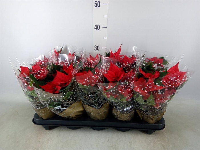 <h4>Euphorbia pulc. 'Christ Universe'</h4>