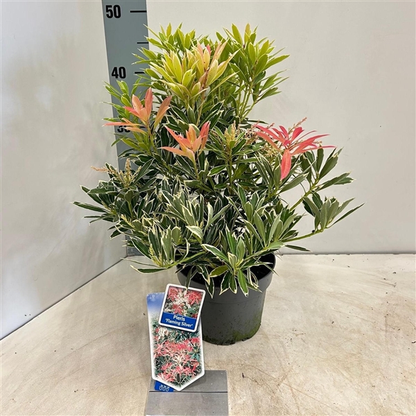 <h4>Pieris 'Flaming Silver'</h4>