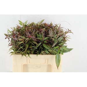 LEUCOTHOE WALTERI R .050CM