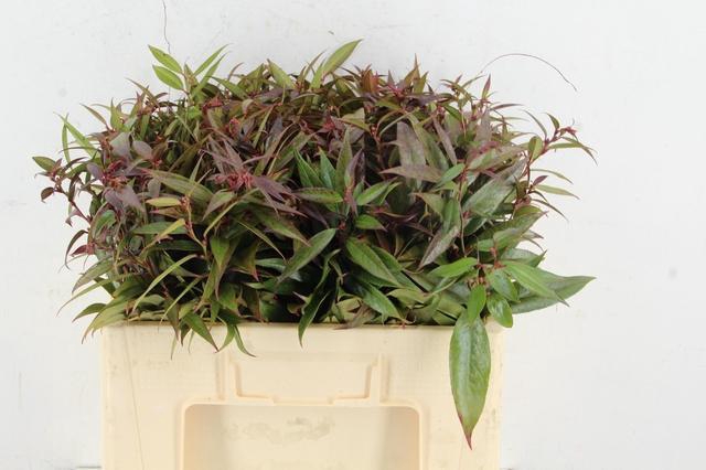 <h4>LEUCOTHOE WALTERI R .050CM</h4>