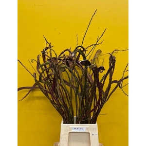 SALIX SEKKA BANDWILG 70 CM 100% band