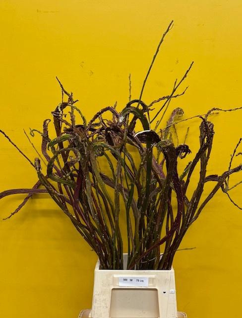 <h4>SALIX SEKKA BANDWILG 70 CM 100% band</h4>