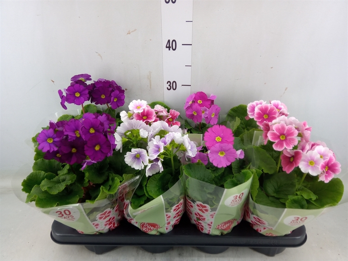 <h4>Primula obcon. 'Touch Me'   ...mix</h4>