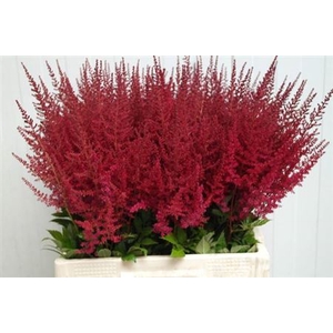 Astilbe Ar Paul Gaarder