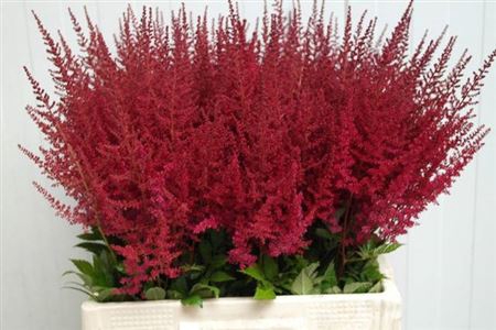 <h4>Astilbe Ar Paul Gaarder</h4>