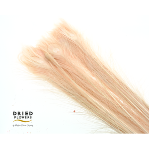 Dried Bleached Peacock Feathers Light Pink