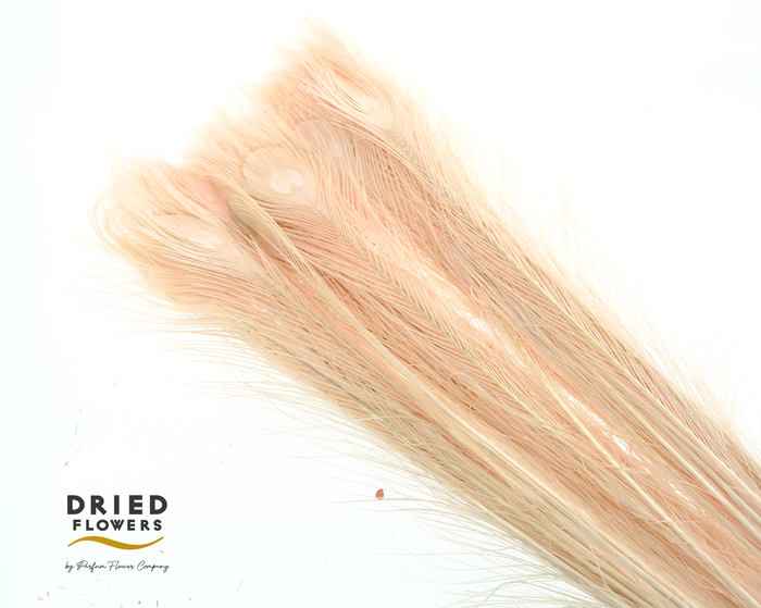 Dried Bleached Peacock Feathers Light Pink