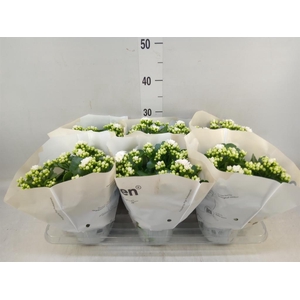 Kalanchoe  'RoseFlow Greta'