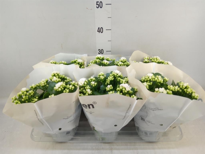 <h4>Kalanchoe 'RoseFlow Greta'</h4>