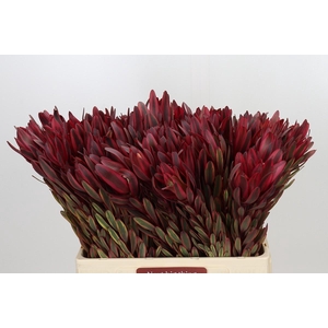 Leucadendron Jester