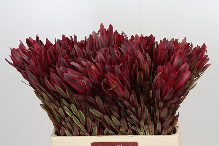 <h4>Leucadendron Jester</h4>