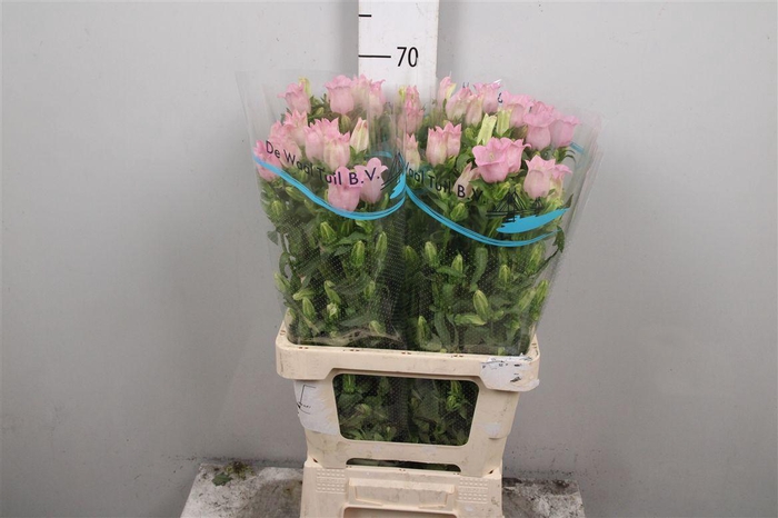 <h4>Camp M Pearl Pink</h4>