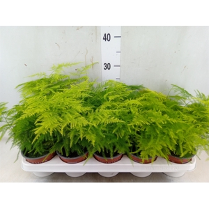 Asparagus setaceus