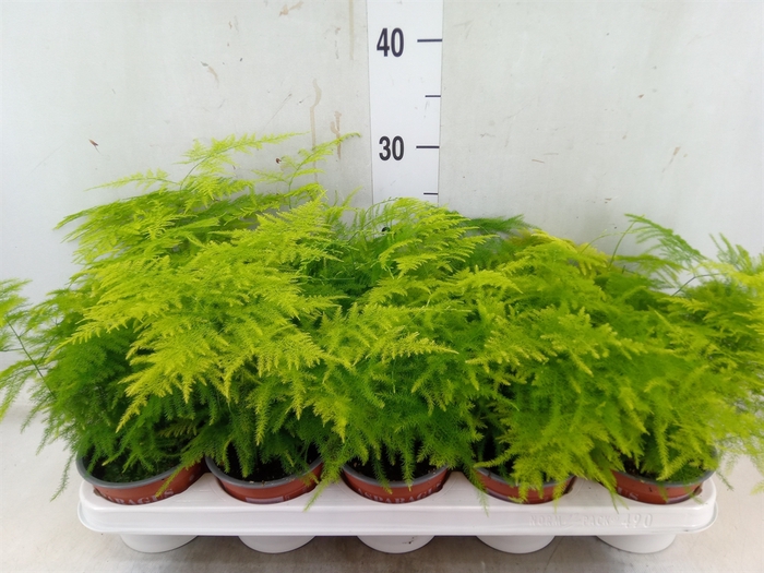 <h4>Asparagus setaceus</h4>