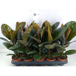 Ficus elastica 'Robusta'