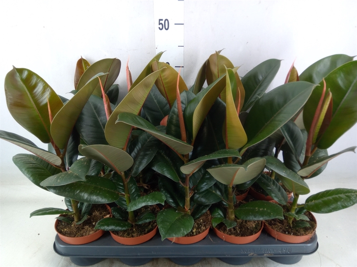 <h4>Ficus elastica 'Robusta'</h4>
