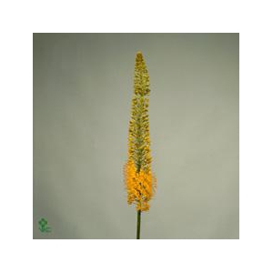 Eremurus Stenophyllus