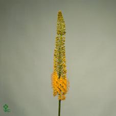 <h4>Eremurus Stenophyllus</h4>