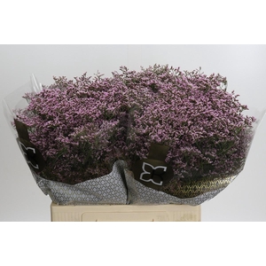 Limonium Safora Oshi Pink