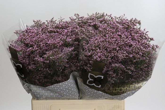 Limonium Safora Oshi Pink