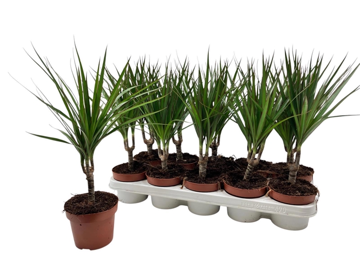 <h4>DRA MARGINATA</h4>