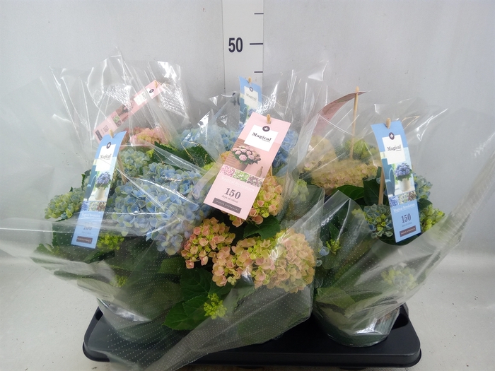 <h4>Hydrangea mac. 'Magical Revolution'</h4>